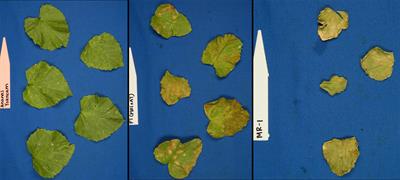 QTL Mapping and Marker Development for Tolerance to Sulfur Phytotoxicity in Melon (Cucumis melo)